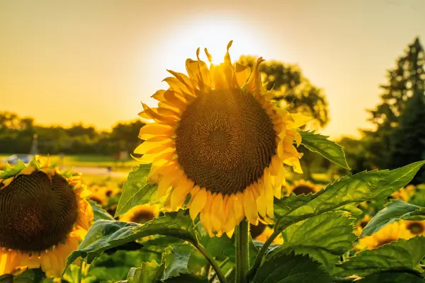 Plantas Resistentes ao Sol para um Jardim Vertical Externo: Dicas e Inspirações