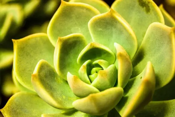 Como Fazer um Jardim em um Quintal Pequeno