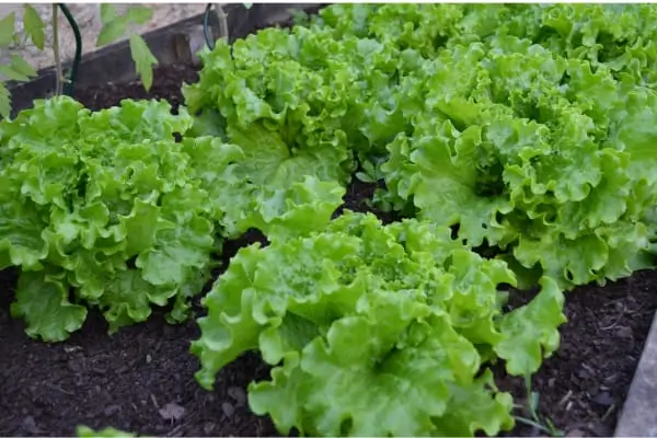 Como Fazer uma Horta de Alface Crespa em Casa