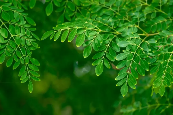 : Como Plantar Moringa em Casa e Aproveitar Todos os Seus Benefícios para a Saúde