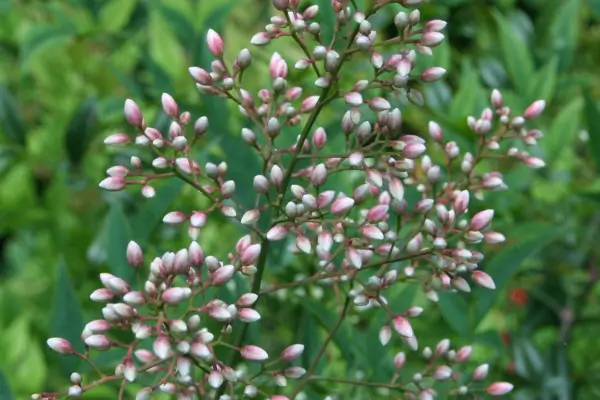 Sempre-viva: a flor-de-palha que encanta pela beleza e resistência